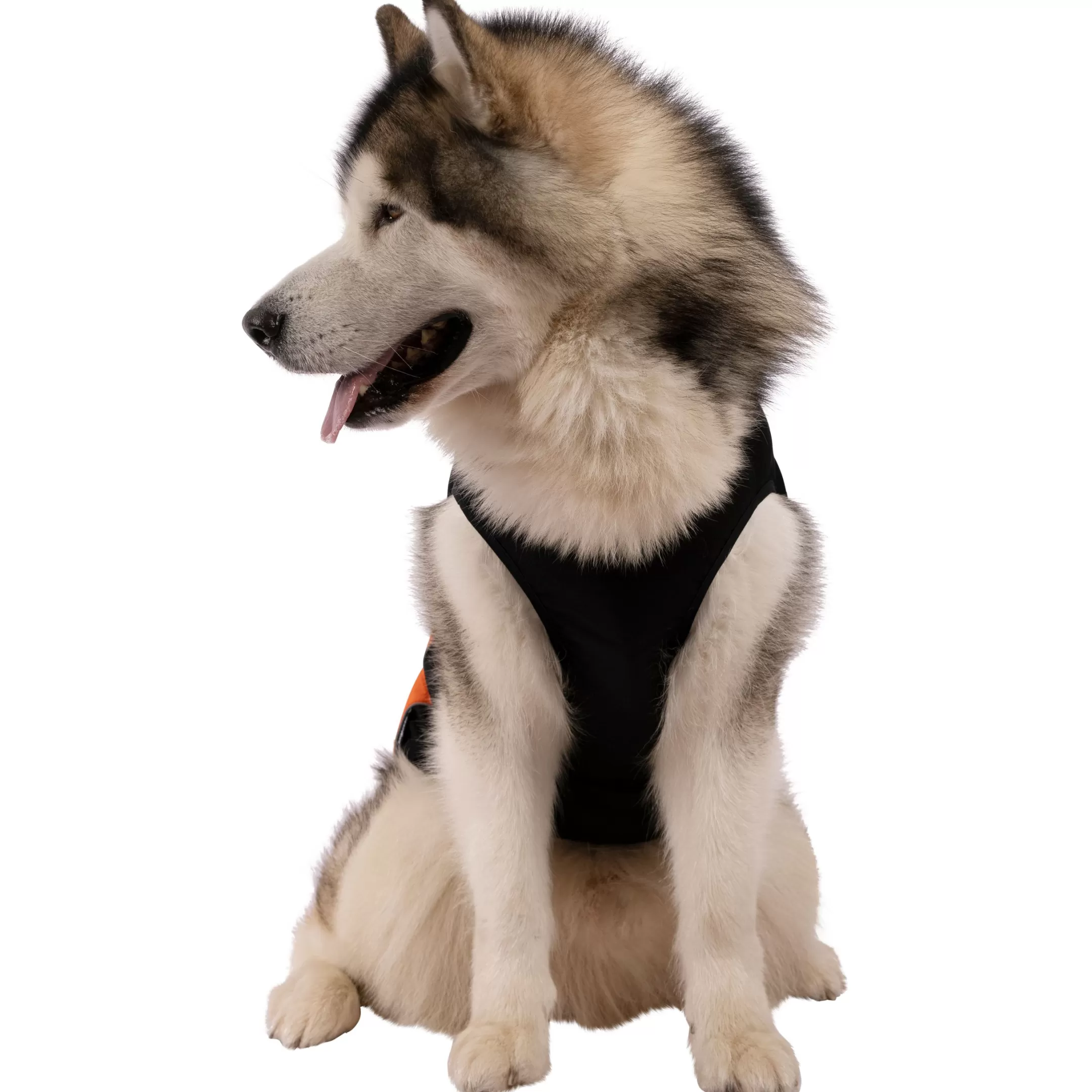 Trepaws Extra Large Dog Jacket Beedle - Black & Burnt Orange | Trespass Store