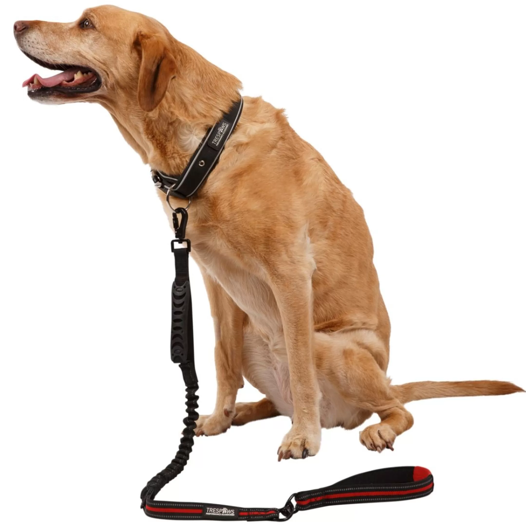 Trespaws Dog Bungee Lead Zathena | Trespass Discount