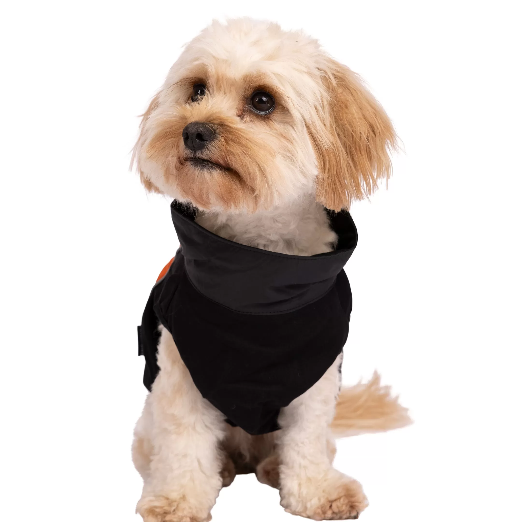 Trespaws Extra Small Dog Jacket Beedle - Black & Burnt Orange | Trespass Shop