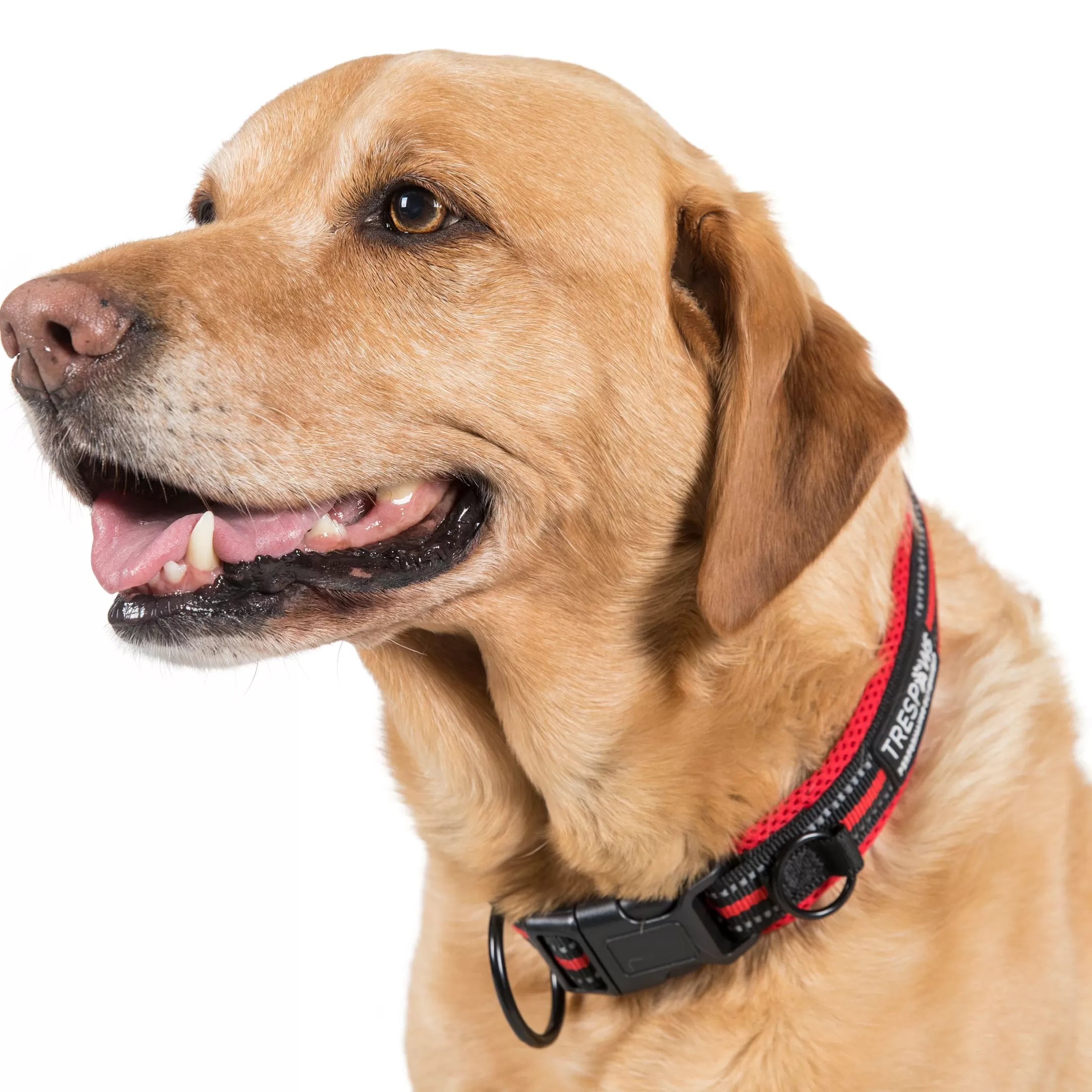 Trespaws Large SCOOBY DOG COLLAR POSTBOX RED | Trespass Flash Sale