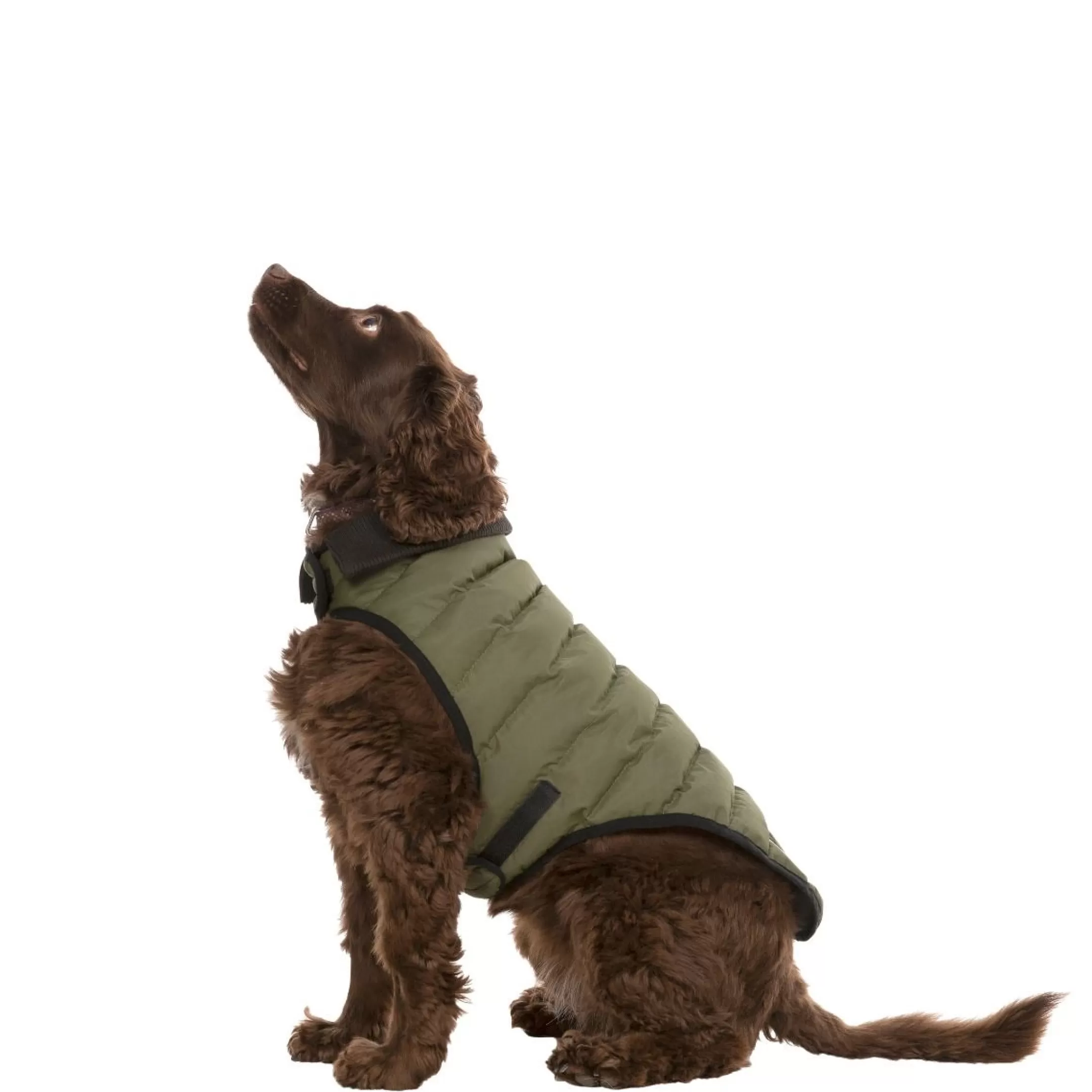 Trespaws Medium Eco Friendly Dog Puffer Jacket in Khaki Lloyd | Trespass Shop