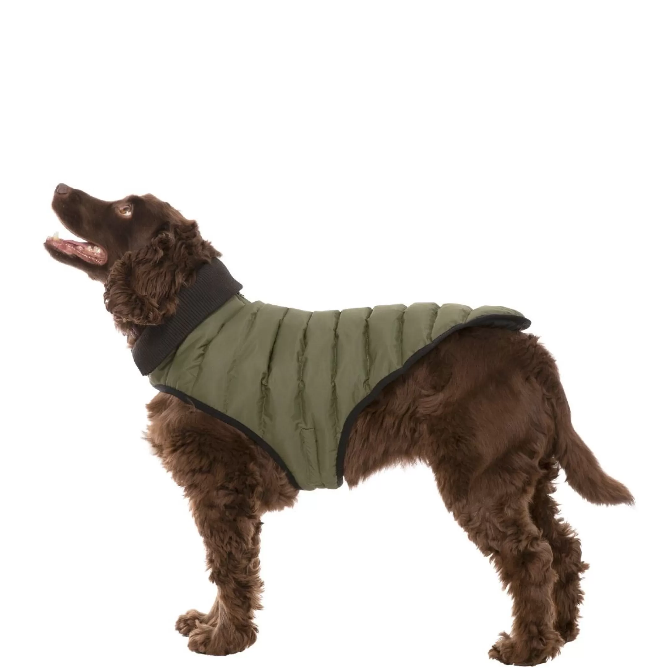 Trespaws Medium Eco Friendly Dog Puffer Jacket in Khaki Lloyd | Trespass Shop
