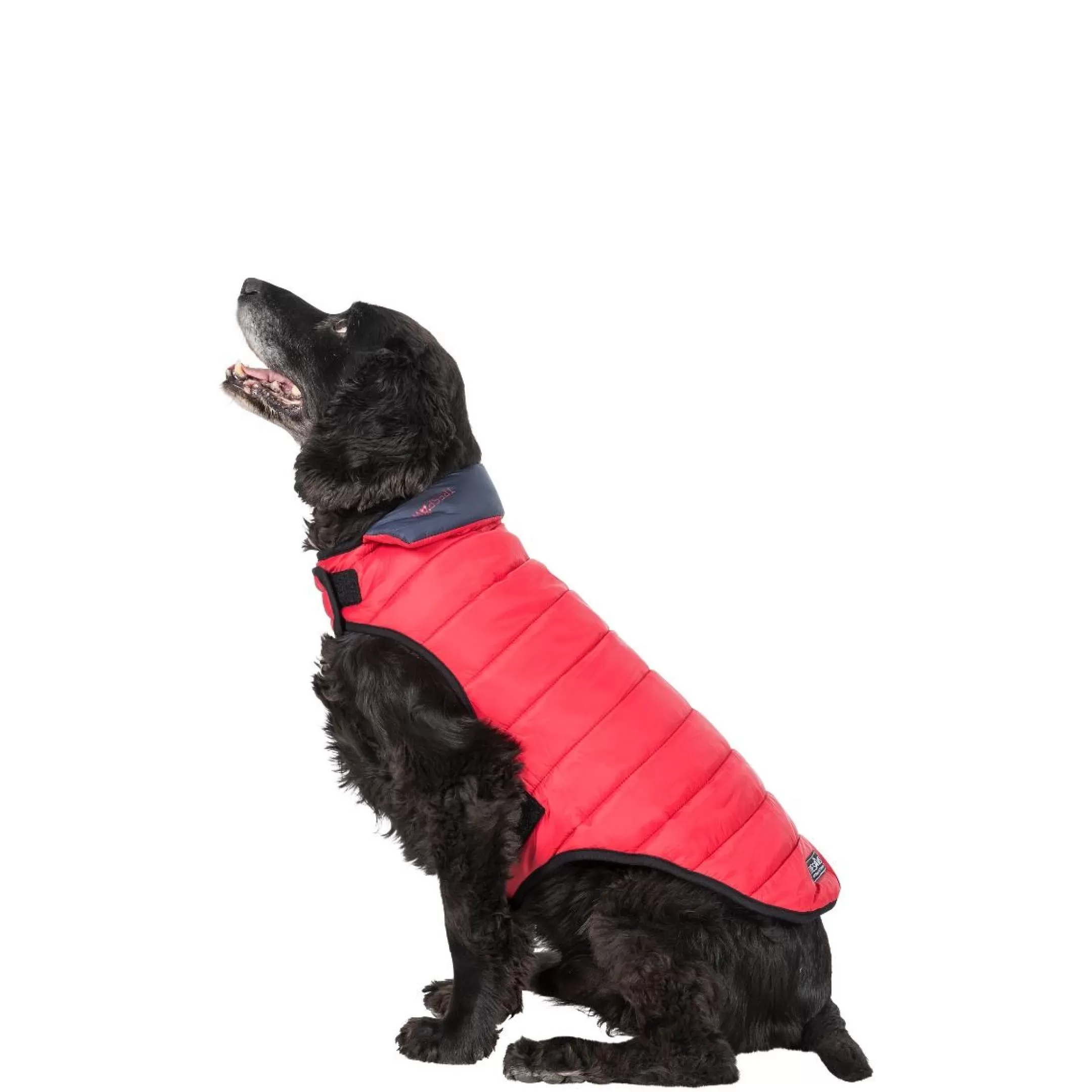 Trespaws Medium Quilted Reversible Packaway Dog Jacket in Flint Kimmi | Trespass Outlet