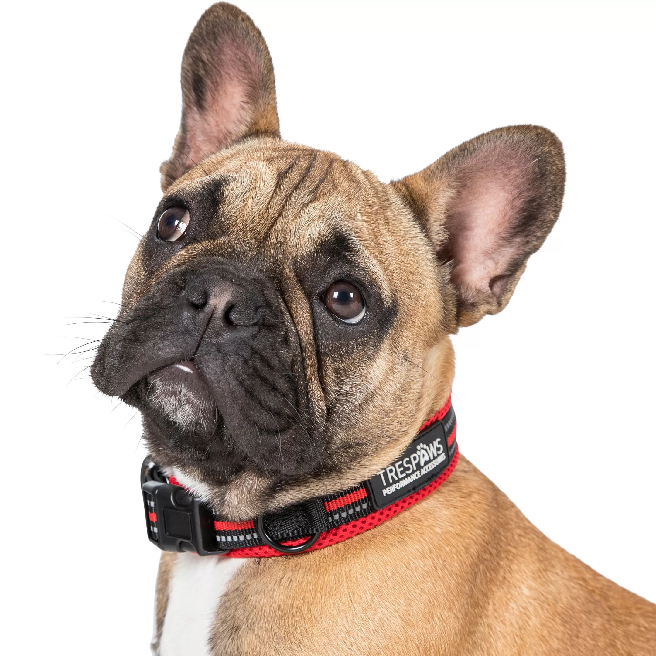 Trespaws Small SCOOBY  DOG COLLAR POSTBOX RED | Trespass Outlet