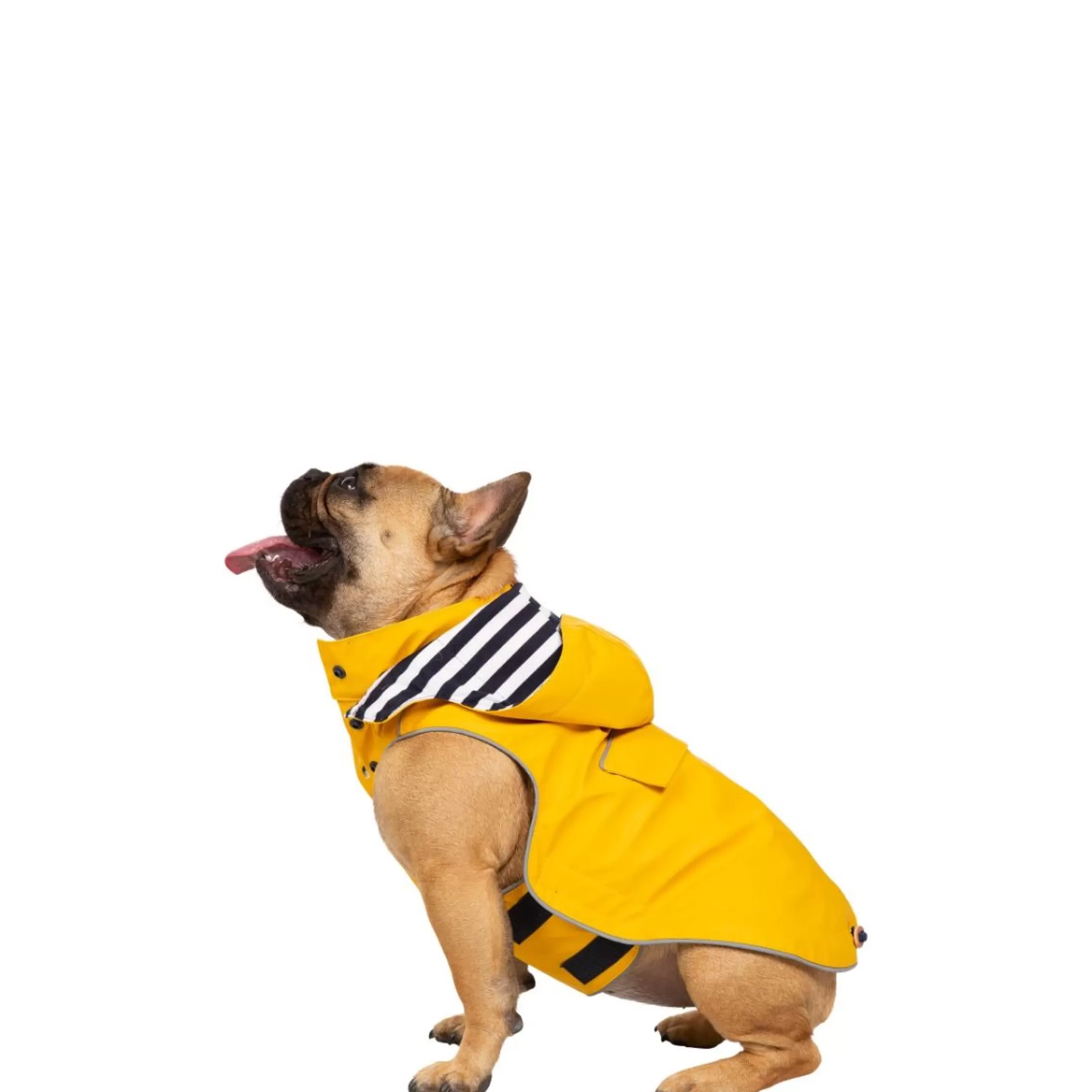 Trespaws Small Waterproof Dog Coat Seadog | Trespass Outlet
