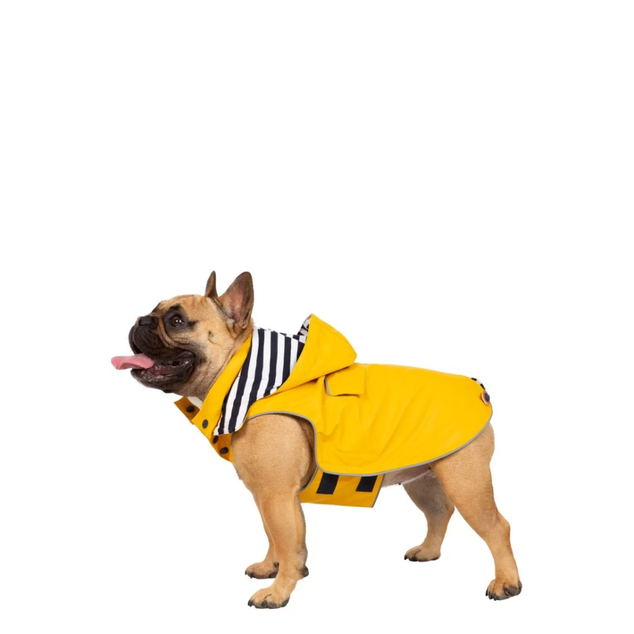 Trespaws Small Waterproof Dog Coat Seadog | Trespass Outlet