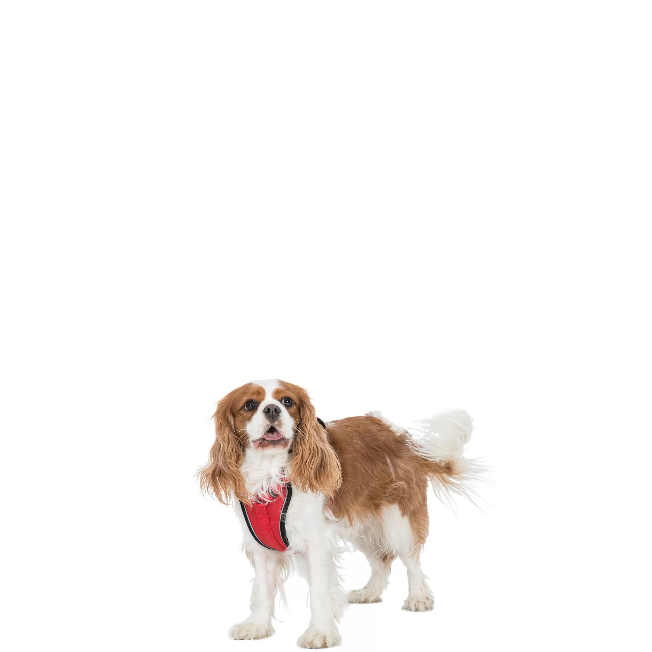Trespaws XXS/XS Reflective Dog Harness in Postbox Red Mini Tanked | Trespass Hot